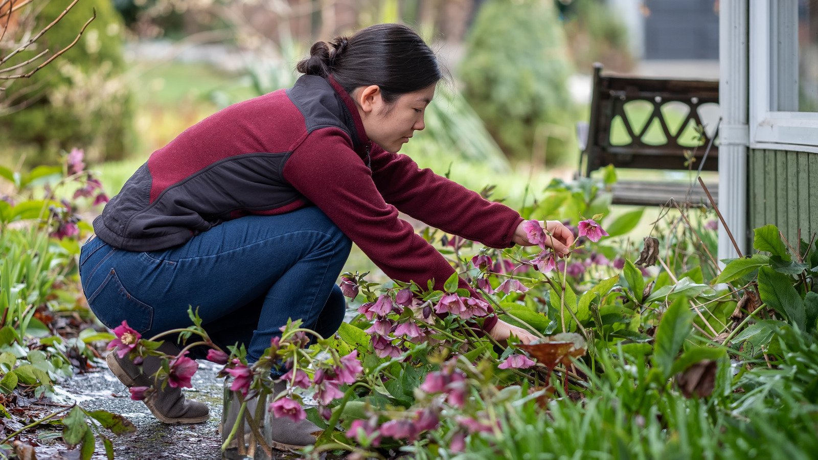 The Long-Living Perennial You Can Enjoy For Years To Come