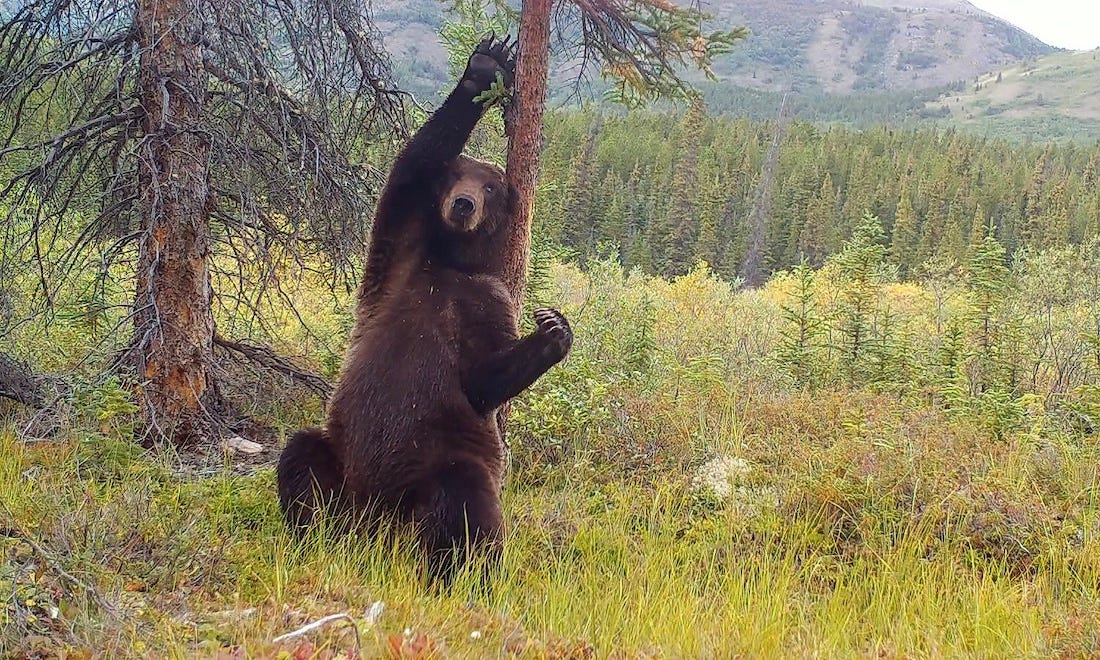 Yukon grizzly bear shown in stages of pure back-scratching bliss