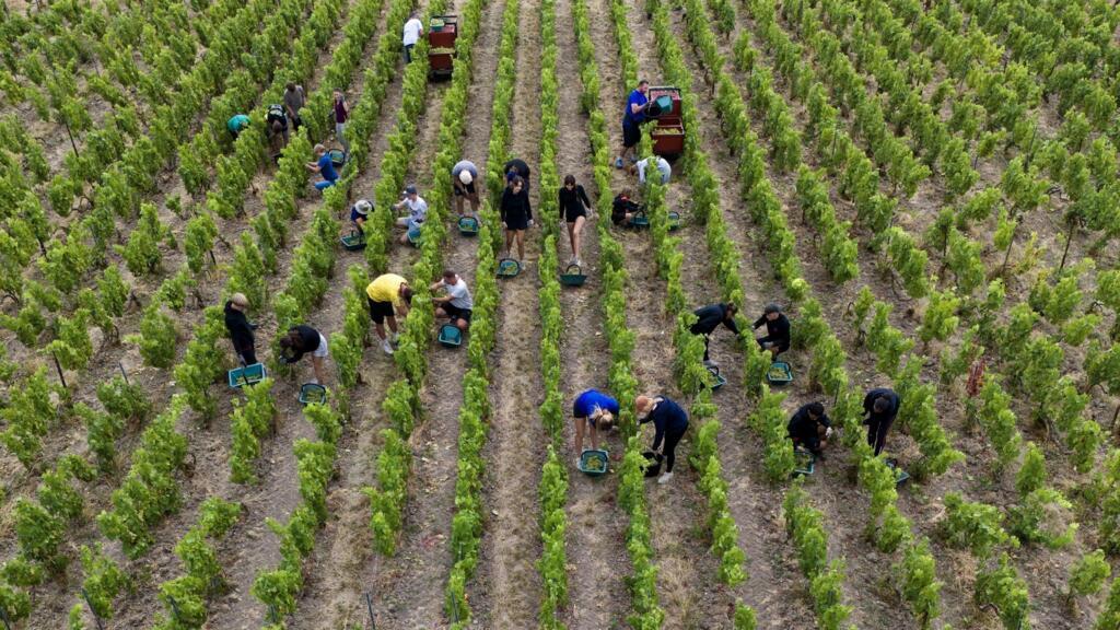 La vendange 2026 en Champagne obtient une dérogation qui autorise des bouteilles à 15% d'alcool.