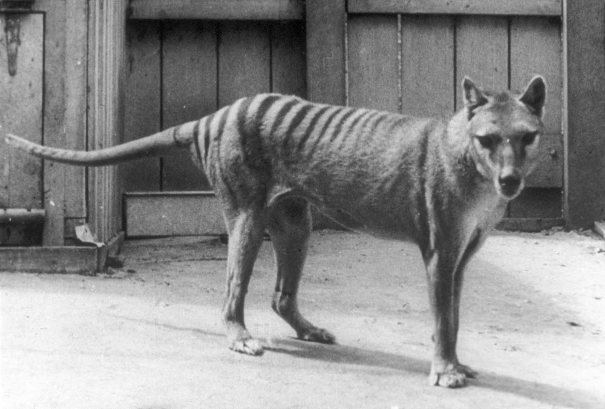 The Last Known Tasmanian Tiger Died in 1936. 90 Years Later, Researchers Are Questioning the Extinct Animal’s History