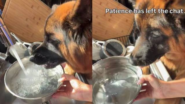 Dog Sees Water Bowl Being Filled, but Apparently Service Is Too Slow