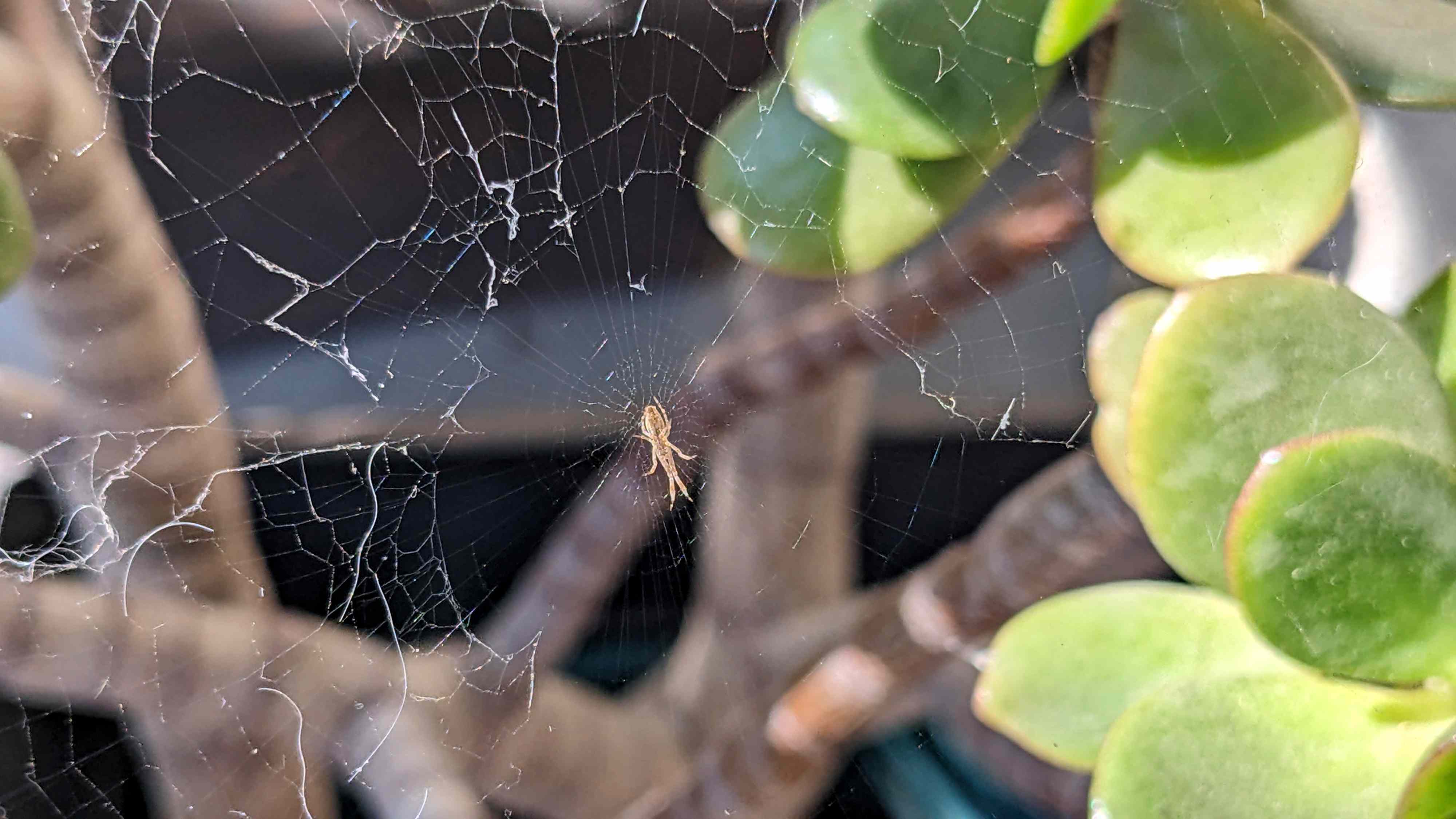 Spiders Taking Over Your Porch? 5 Pro-Approved Methods to Keep Them From Coming Back
