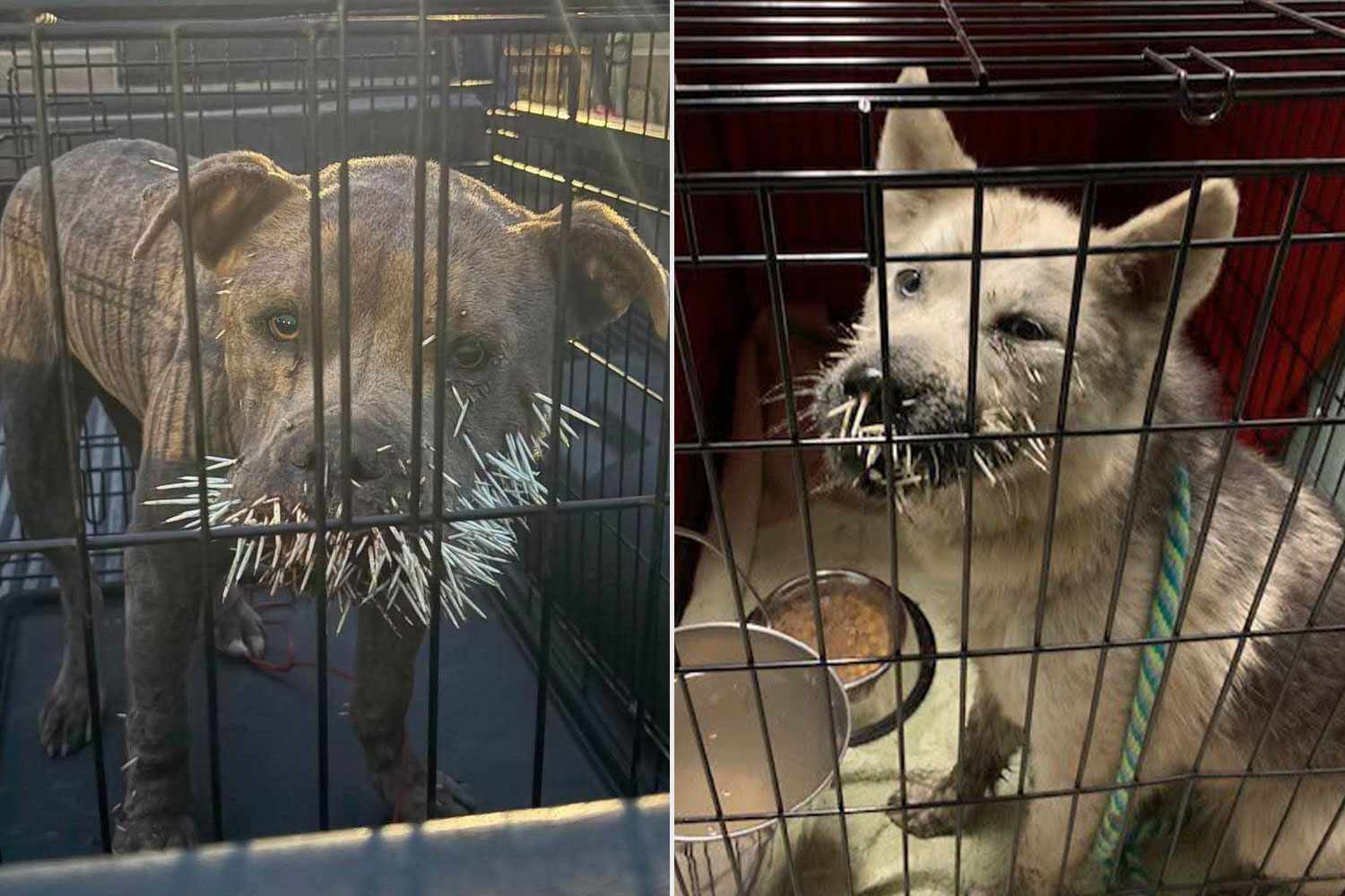 North Dakota Rescuers Pluck Close to 700 Quills from 2 Dogs Following Painful Porcupine Encounter