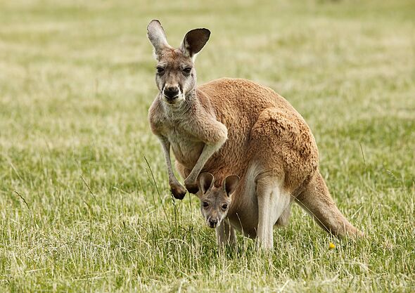 Man s Horrifying Death By Pet Kangaroo Who Then Blocked Help From Man s Horrifying Death By Pet Kangaroo Who Then Blocked Help From