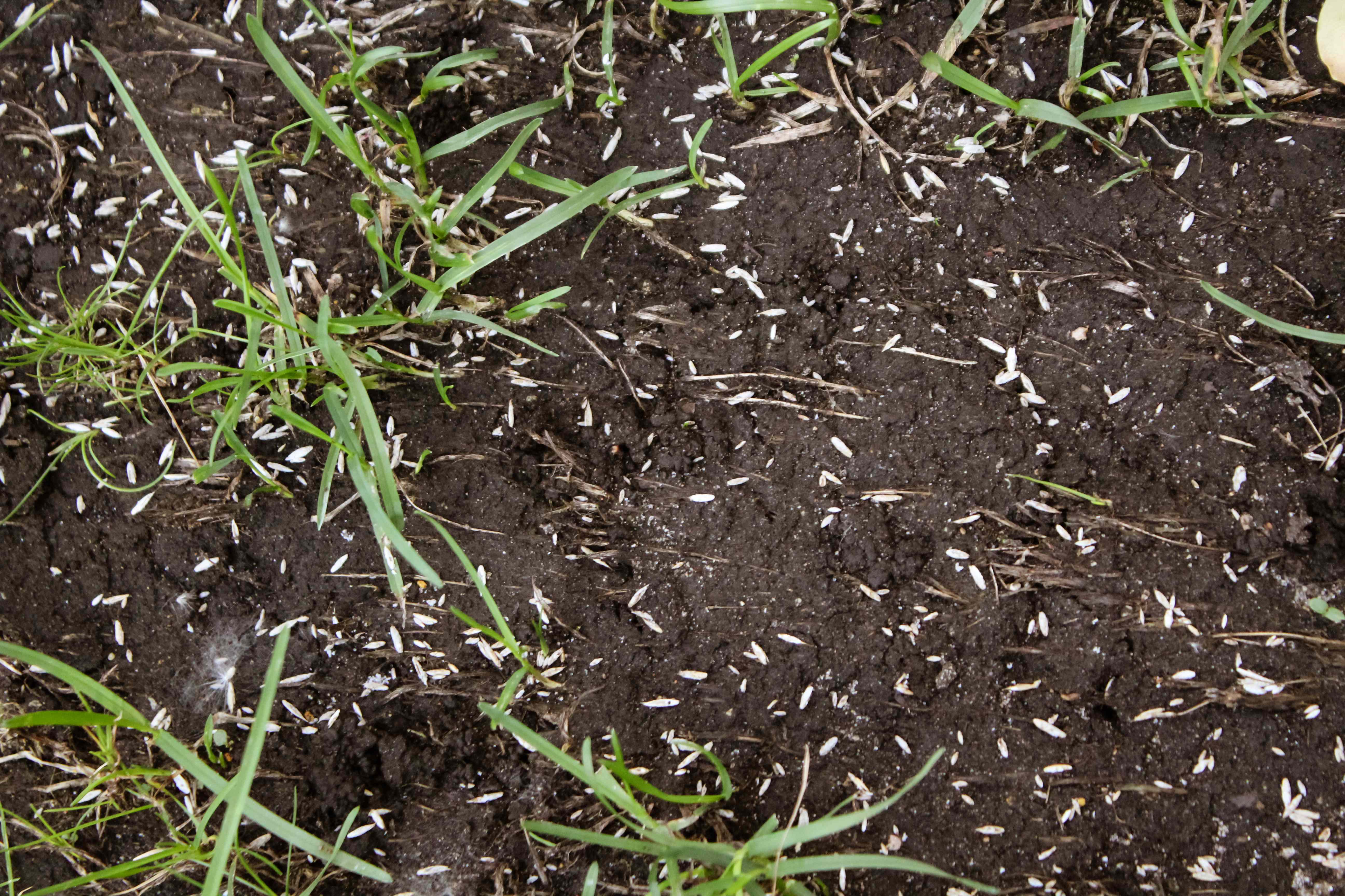 Waiting for Rain to Overseed Your Lawn Might Seem Smart—Here’s What a Lawn Pro Says to Do for Better Results