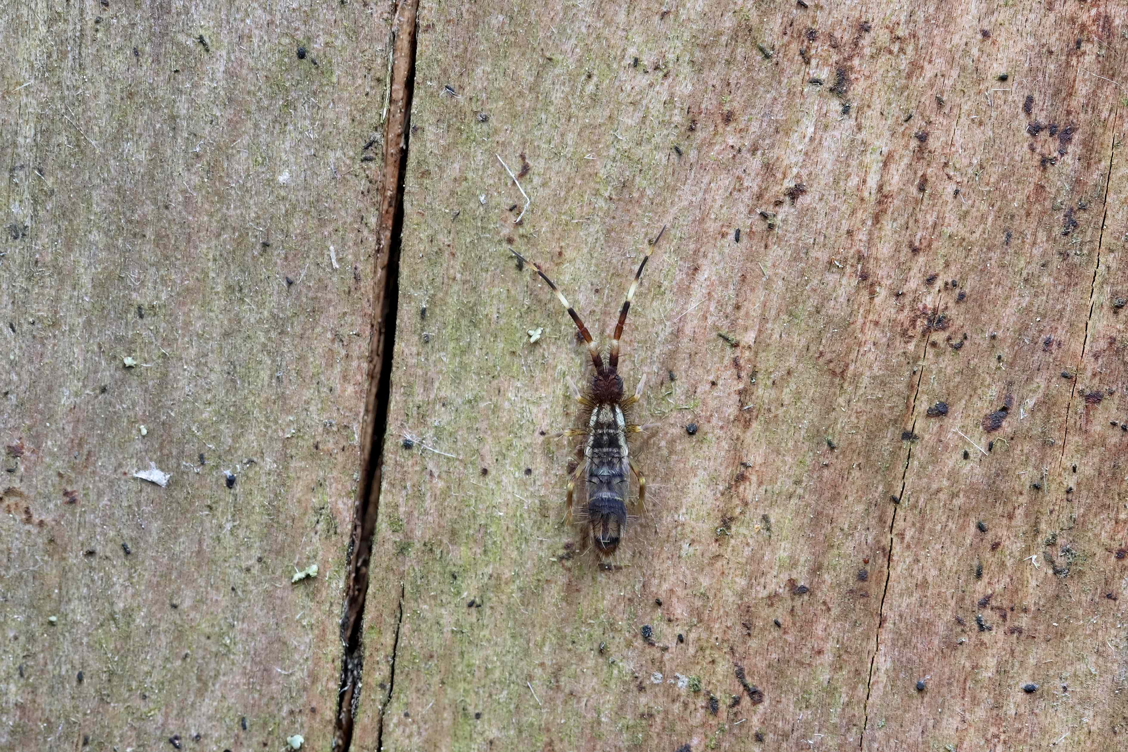 How To Get Rid Of Springtails In Your House And Stop Them From Coming Back