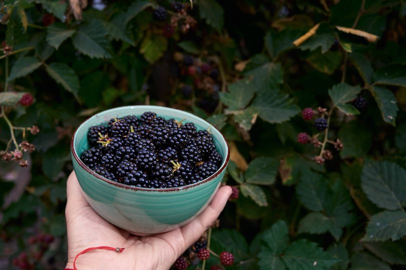 Adding more 'red and purple' foods to diet 'slashes cholesterol and blood pressure'