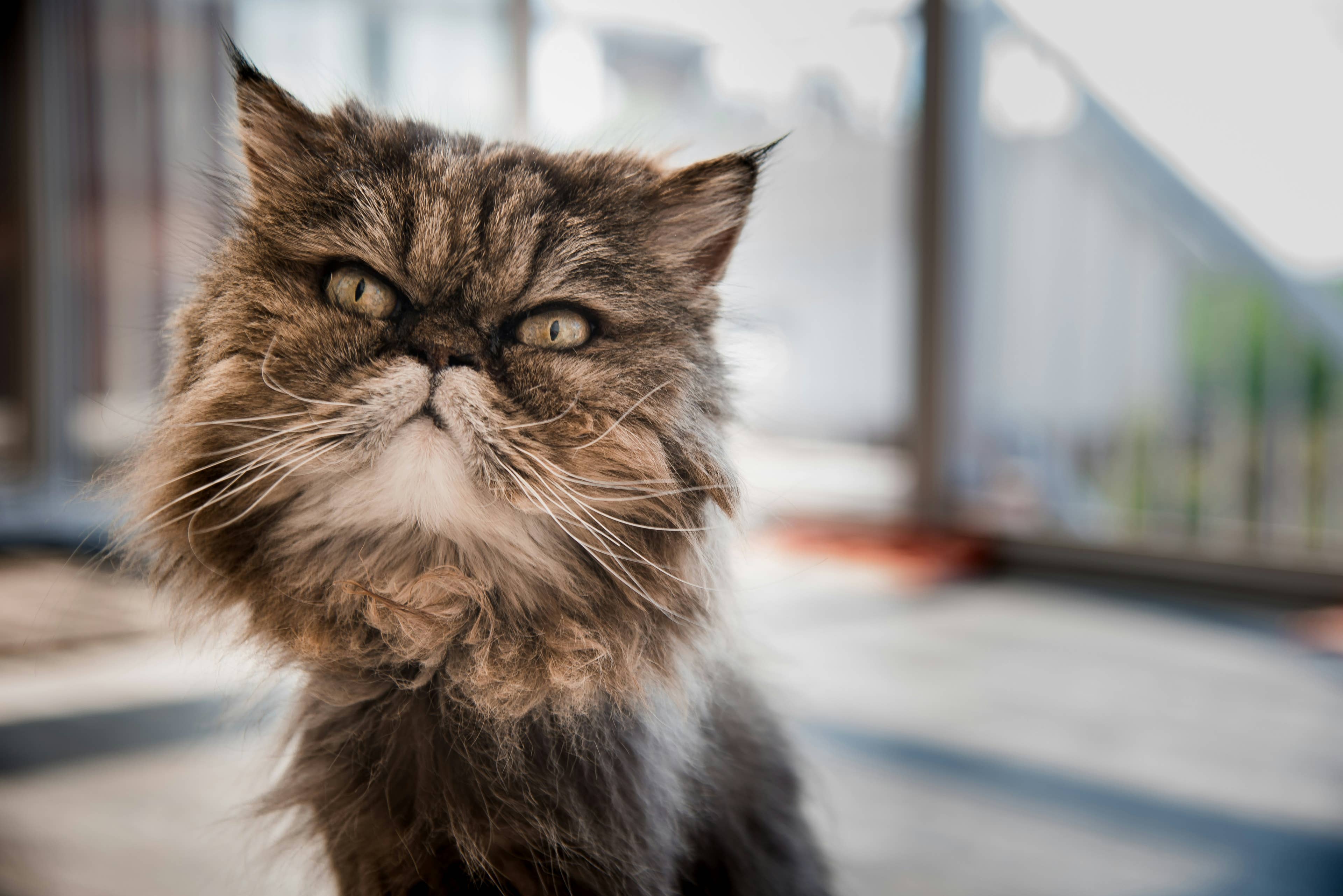 Persian Cat's Human-Like Sitting Pose Makes Him a Total 'Little Furry ...
