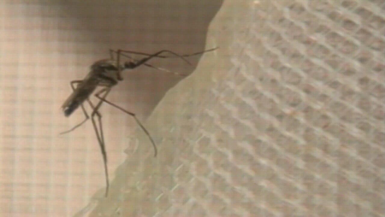 Floride : trois comtés déclarent l'état d'urgence face à la dengue