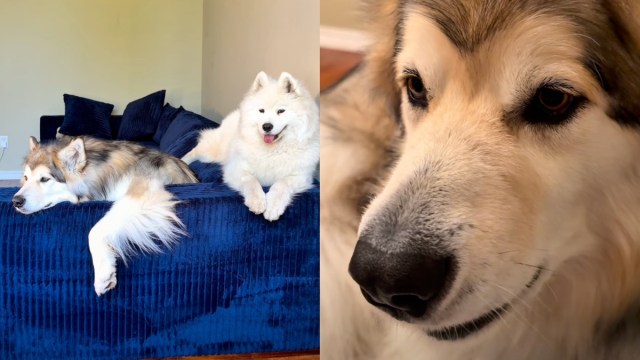 Dog Siblings Have a Bullying Problem & Mom Has an Entire Evidence File