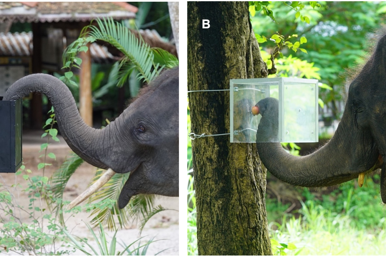 Scientists surprised to find Asian elephants can resist impulses, plan and act