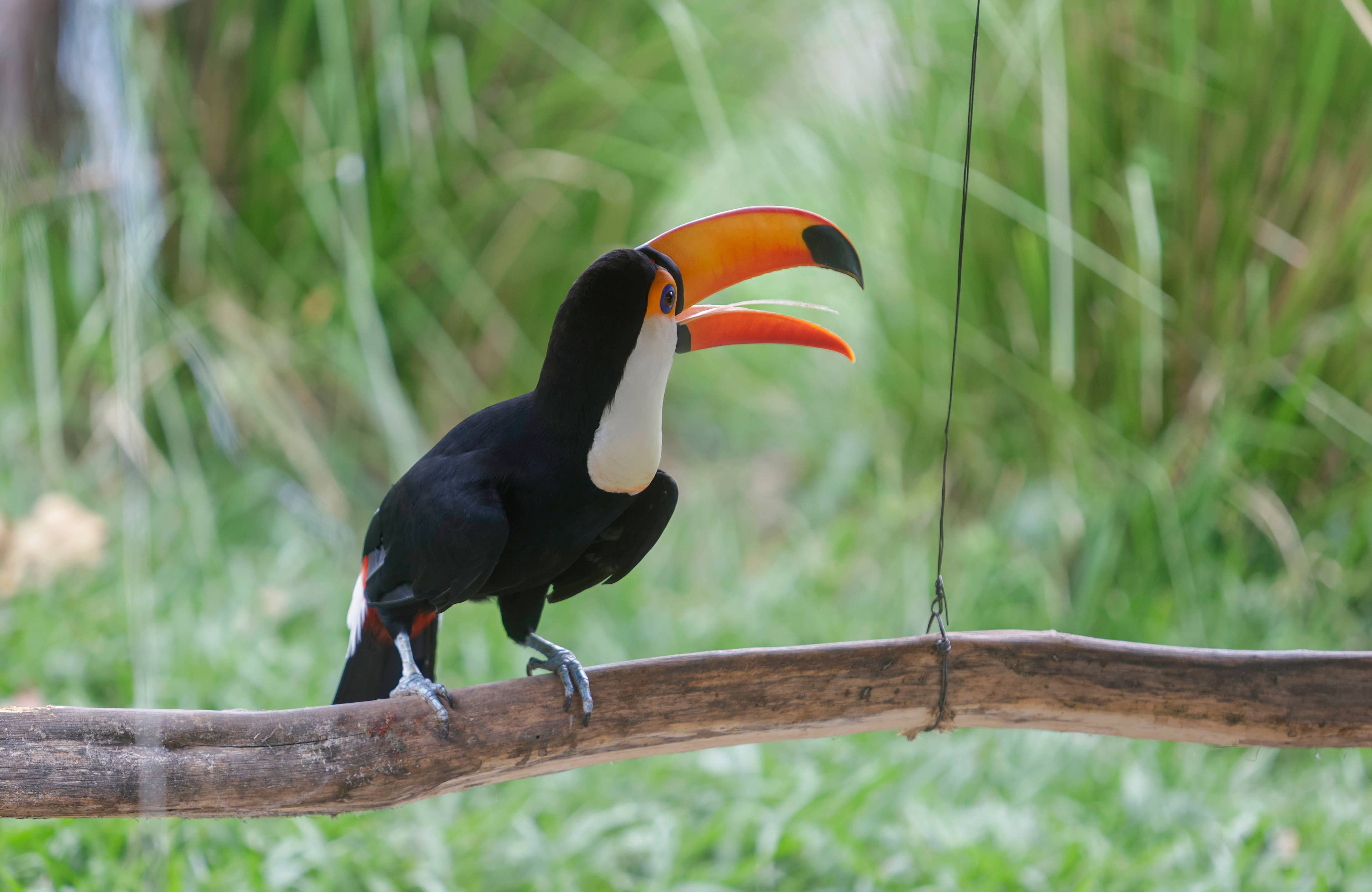 Meet Chester the Toucan, the Hilarious 'Bird Raccoon' Raiding Household ...