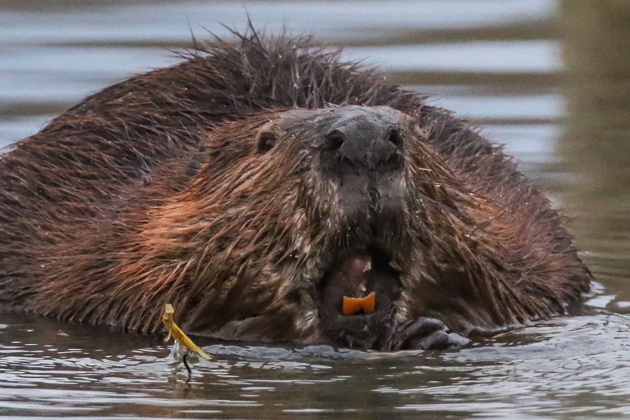 Swooping bats and attacking beavers: U​S rabies cases rose 17 percent this summer