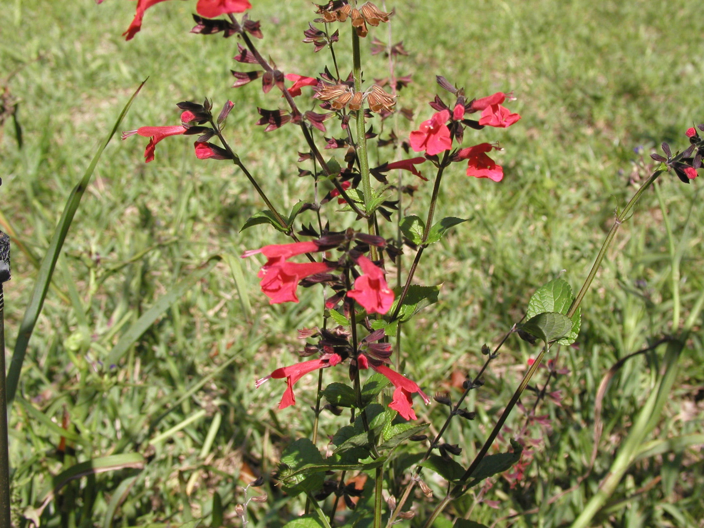 Boost your Florida garden and welcome butterflies with these native plants