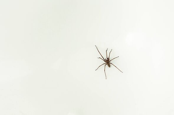 Spiders will flee your home and never return with homemade spray that 'actually works'