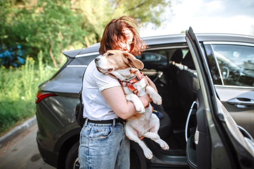 Vet's crucial '16 week' message to every dog owner in the UK
