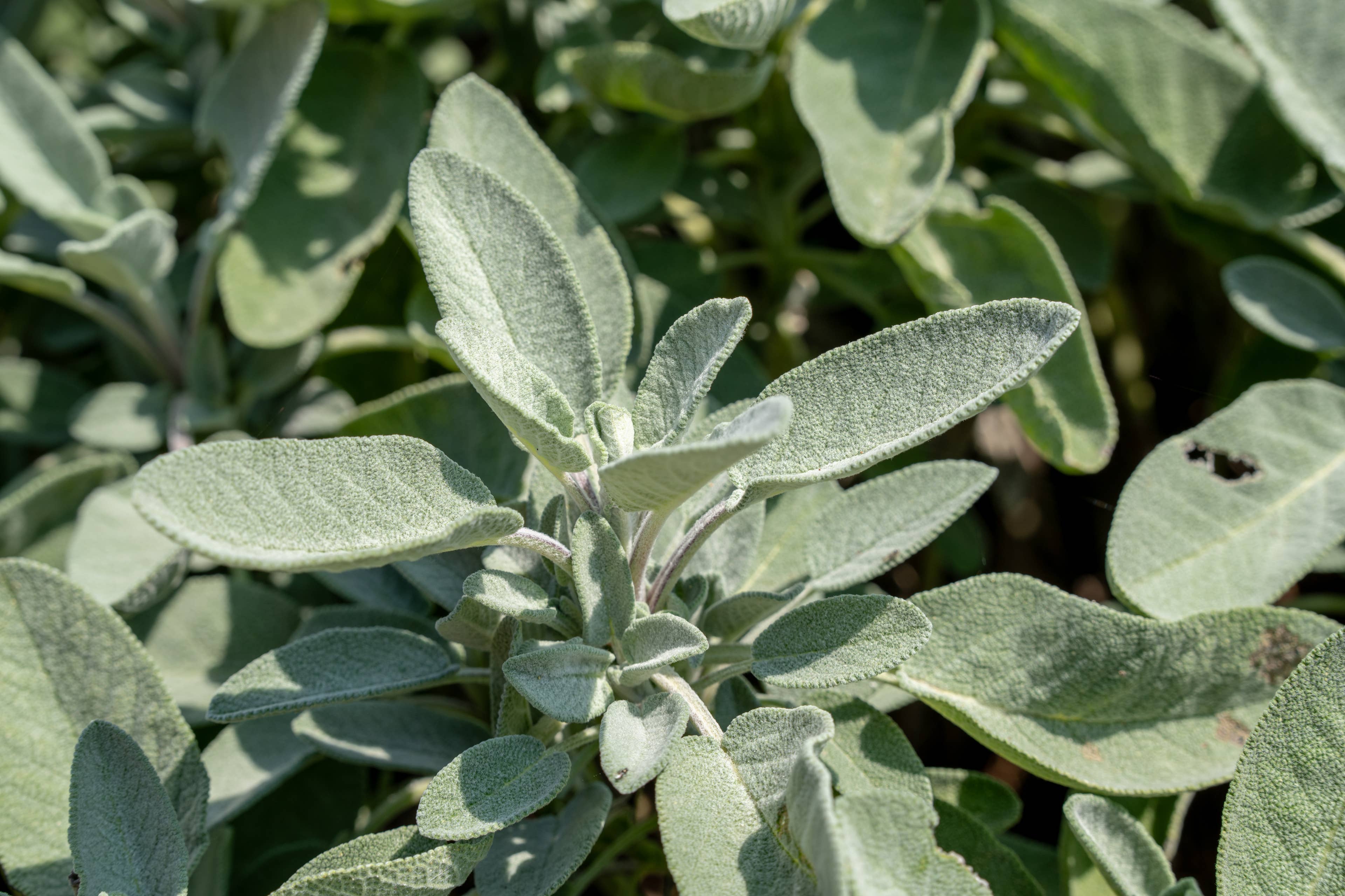 Why Gardening Experts Recommend Planting Sage in September for Best Results