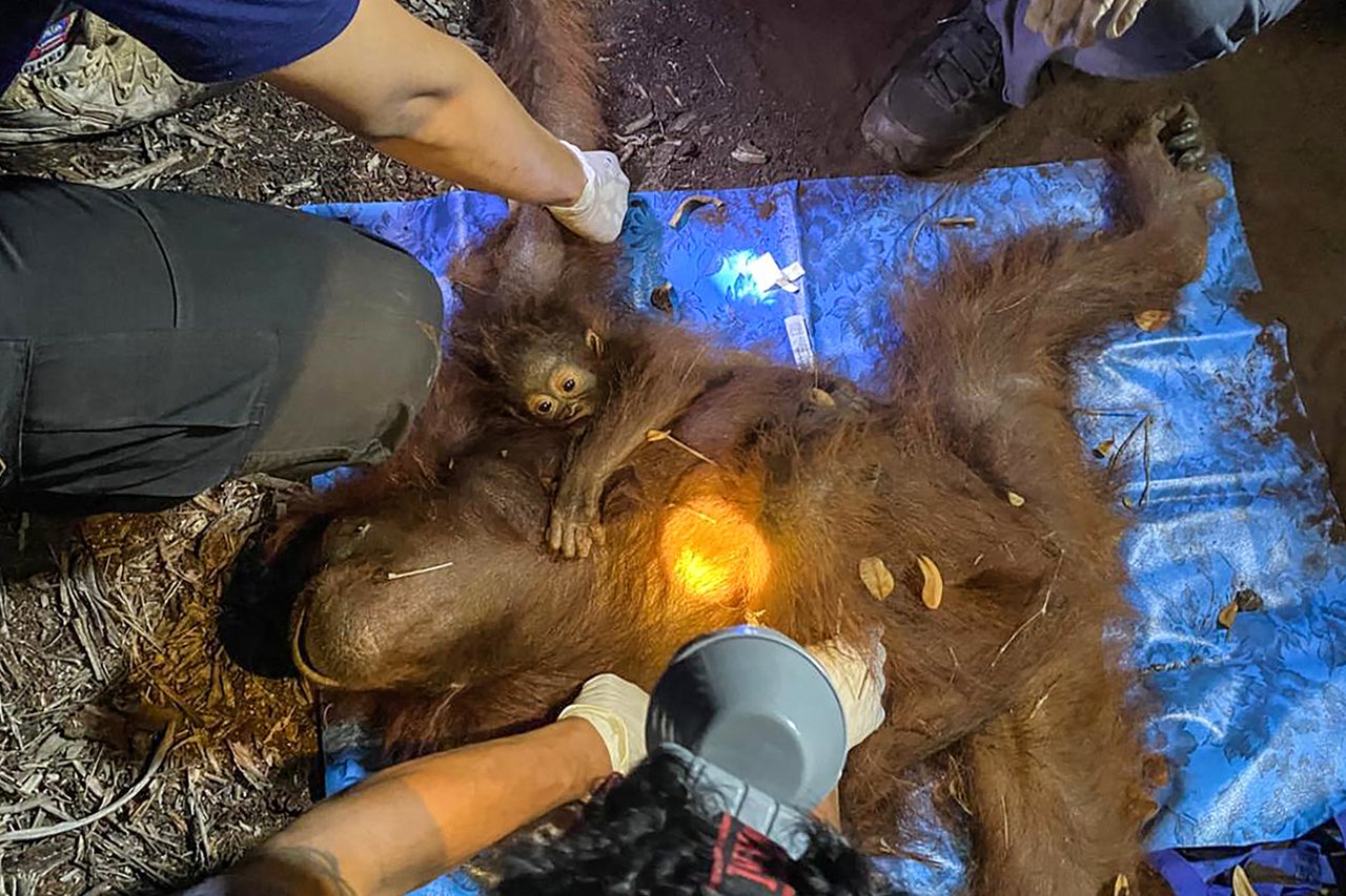 Six more orangutans rescued from wildfires raging in Indonesia's Borneo