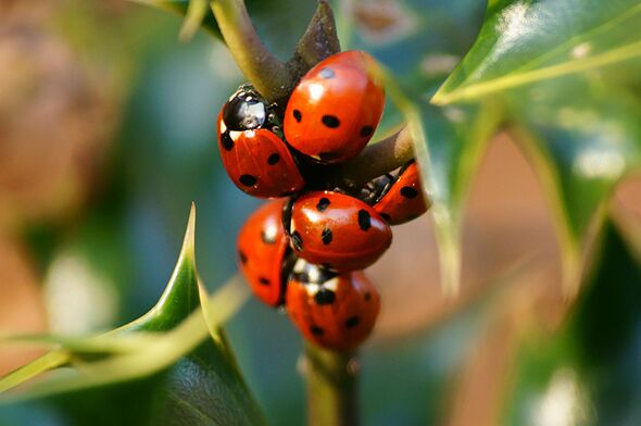 Attract ladybirds to your garden by leaving common kitchen item outside in September