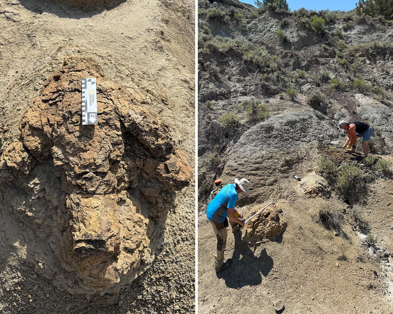 One giant step: first known T rex footprints found in North Dakota