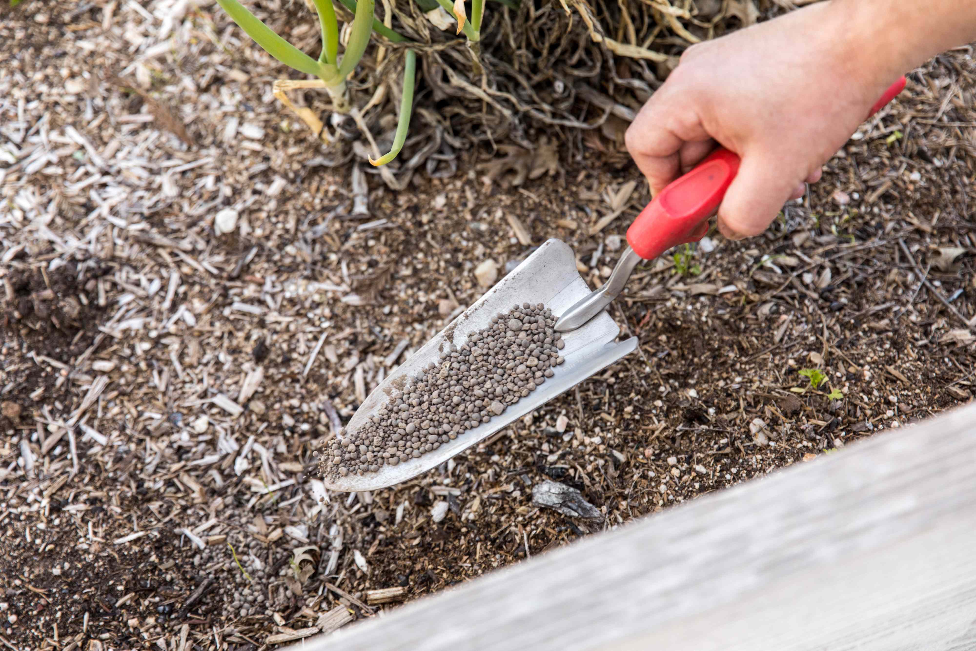 7 Things You Should Add to Your Garden in September for Bigger Blooms Next Spring