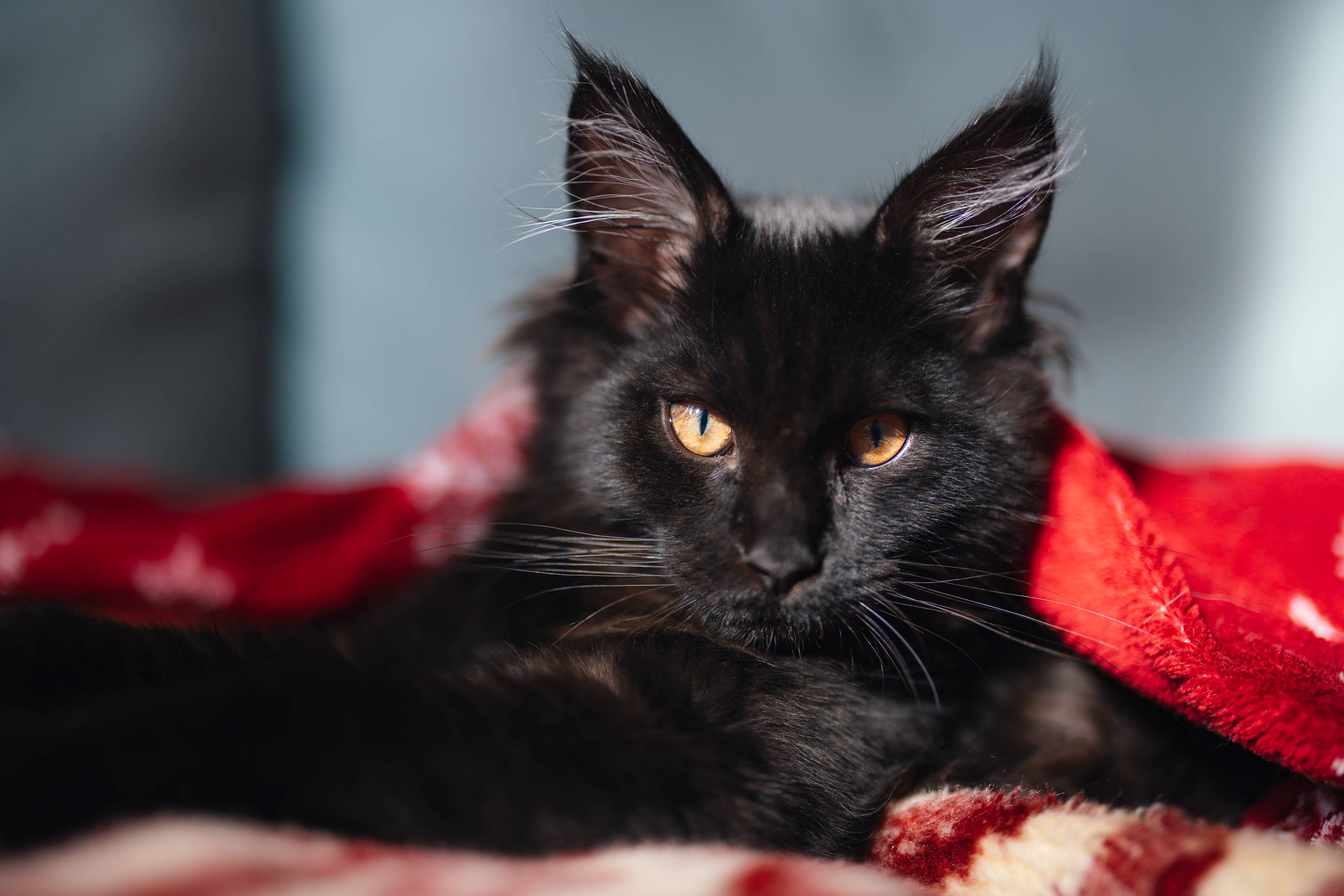 Polydactyl Maine Coon Kitten’s Giant Paws Look More Like Fluffy Black Bear Mitts - AOL