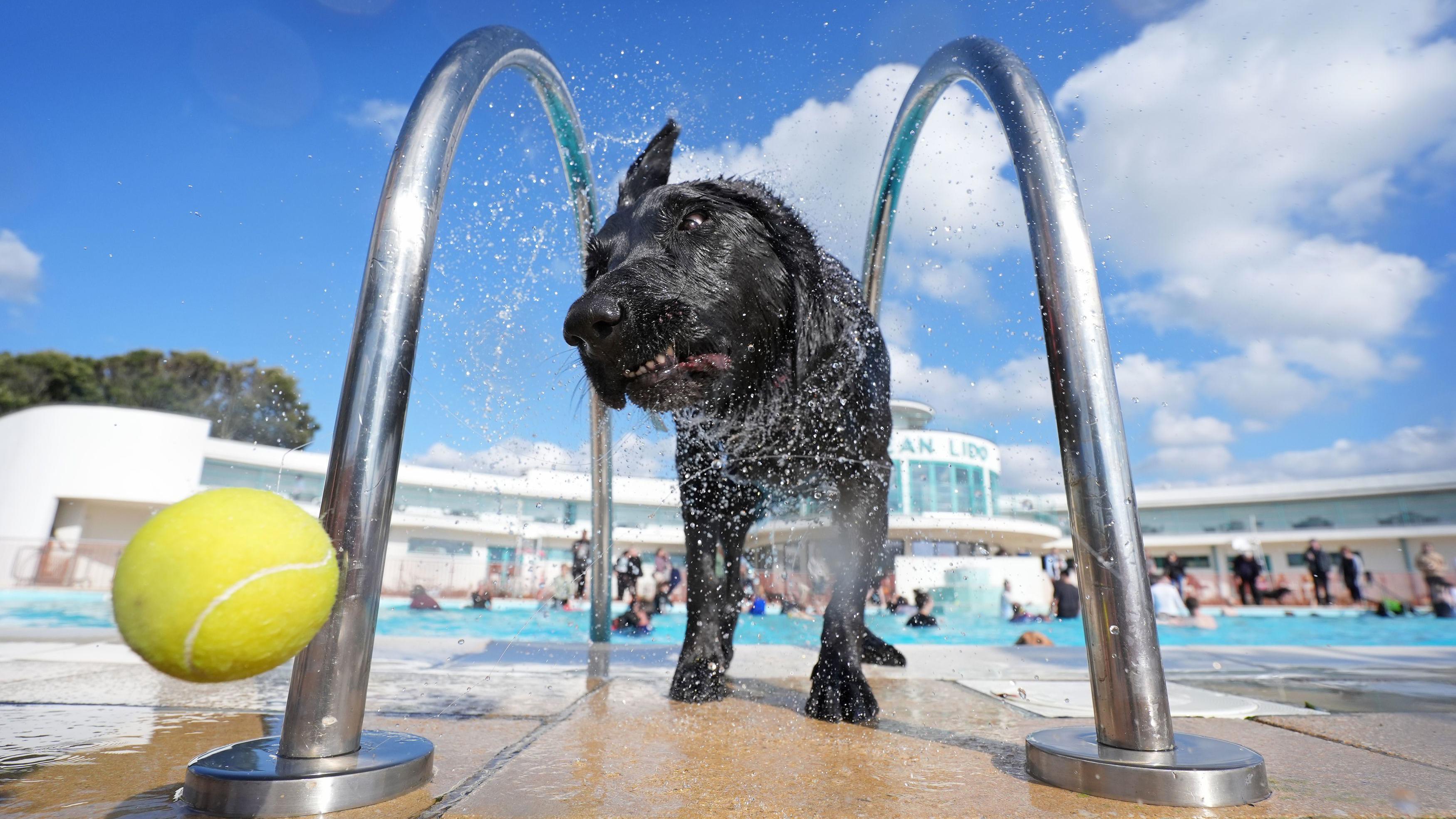 Dogtember festival returns to lido for 10th year