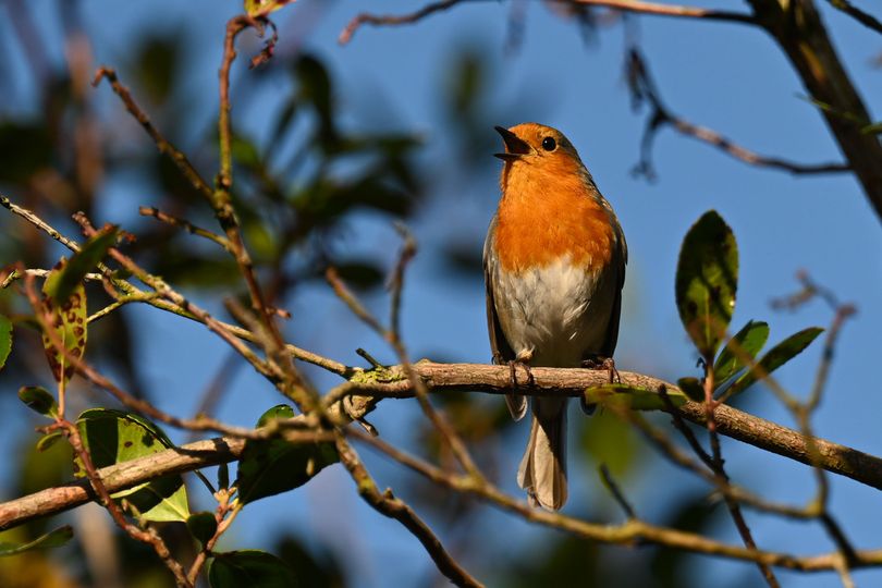 Robins will flock to your garden in September when 1 item is left outside