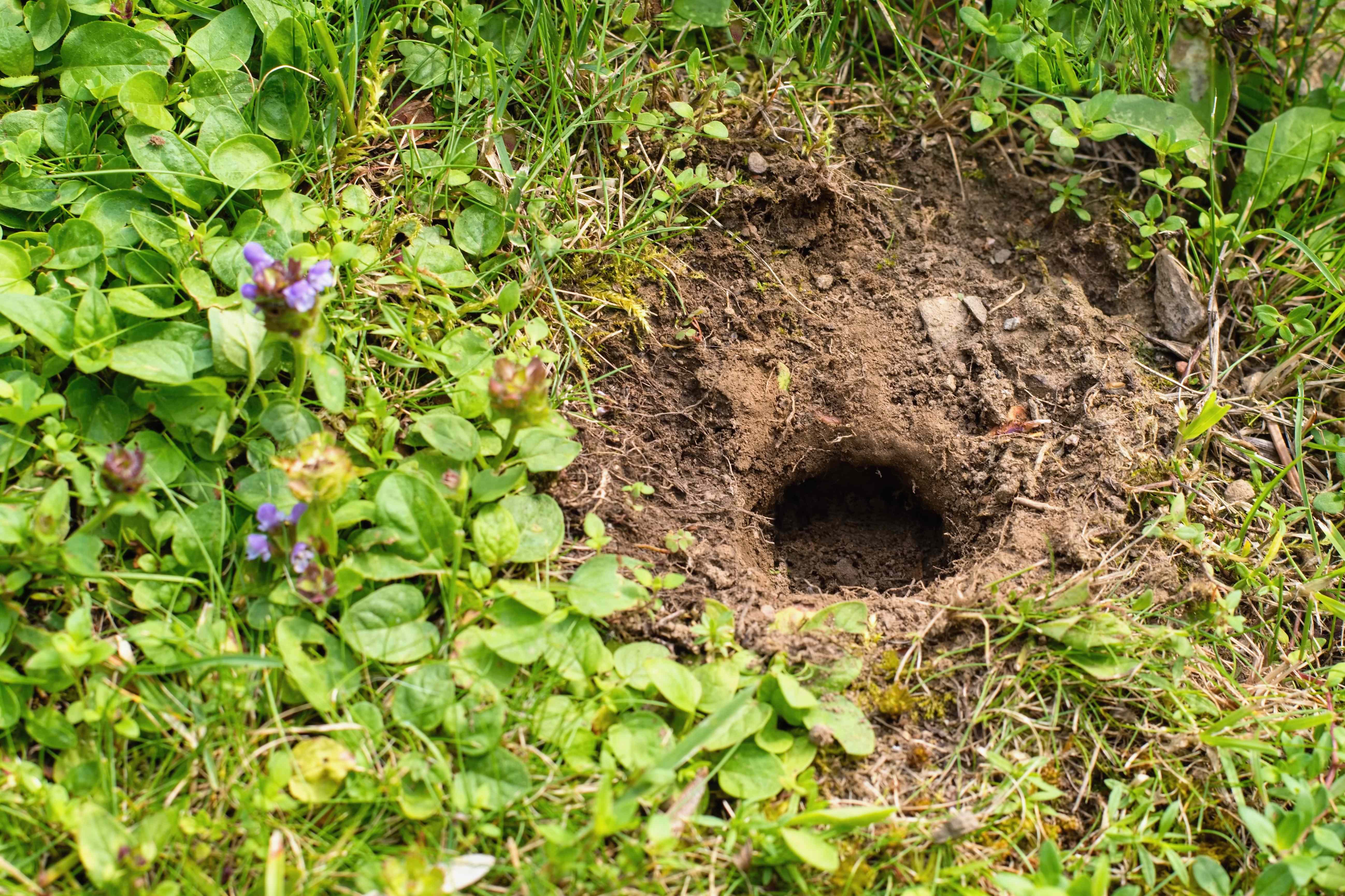 Do Coffee Grounds Actually Keep Moles Away? We Asked Pest Pros and They All Said the Same Thing