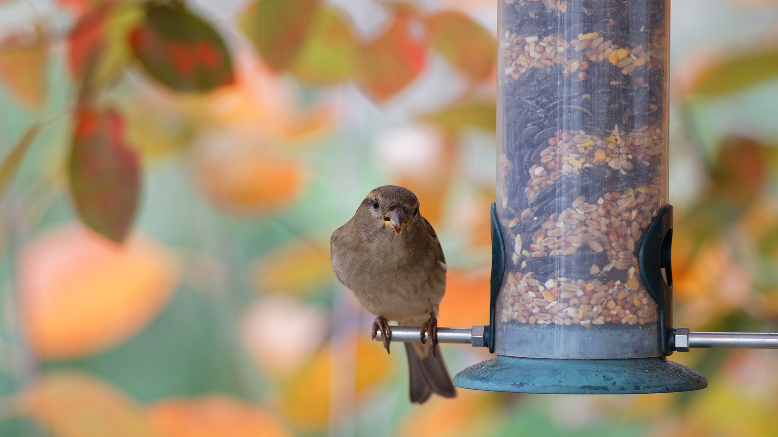 Never Hang A Bird Feeder On This Tree Branch (And Where To Hang It Instead) - AOL