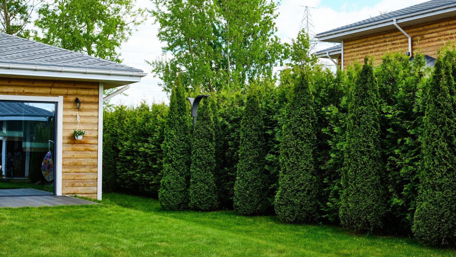 The Fast-Growing Narrow Tree That Doubles As A Privacy Fence