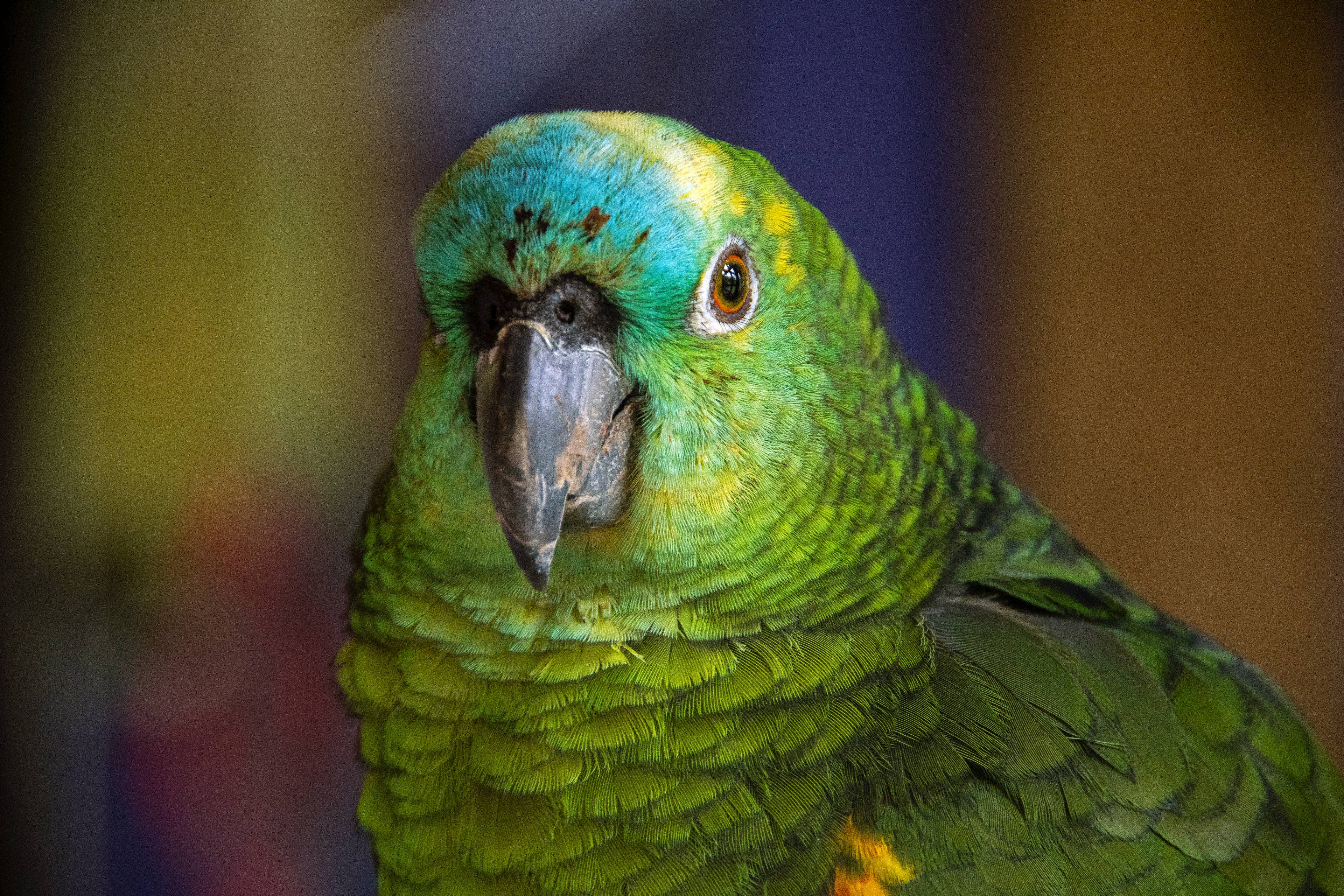 Parrot Missing Her Top Beak Shows Just How Far She’s Come Since She Was a Baby - AOL