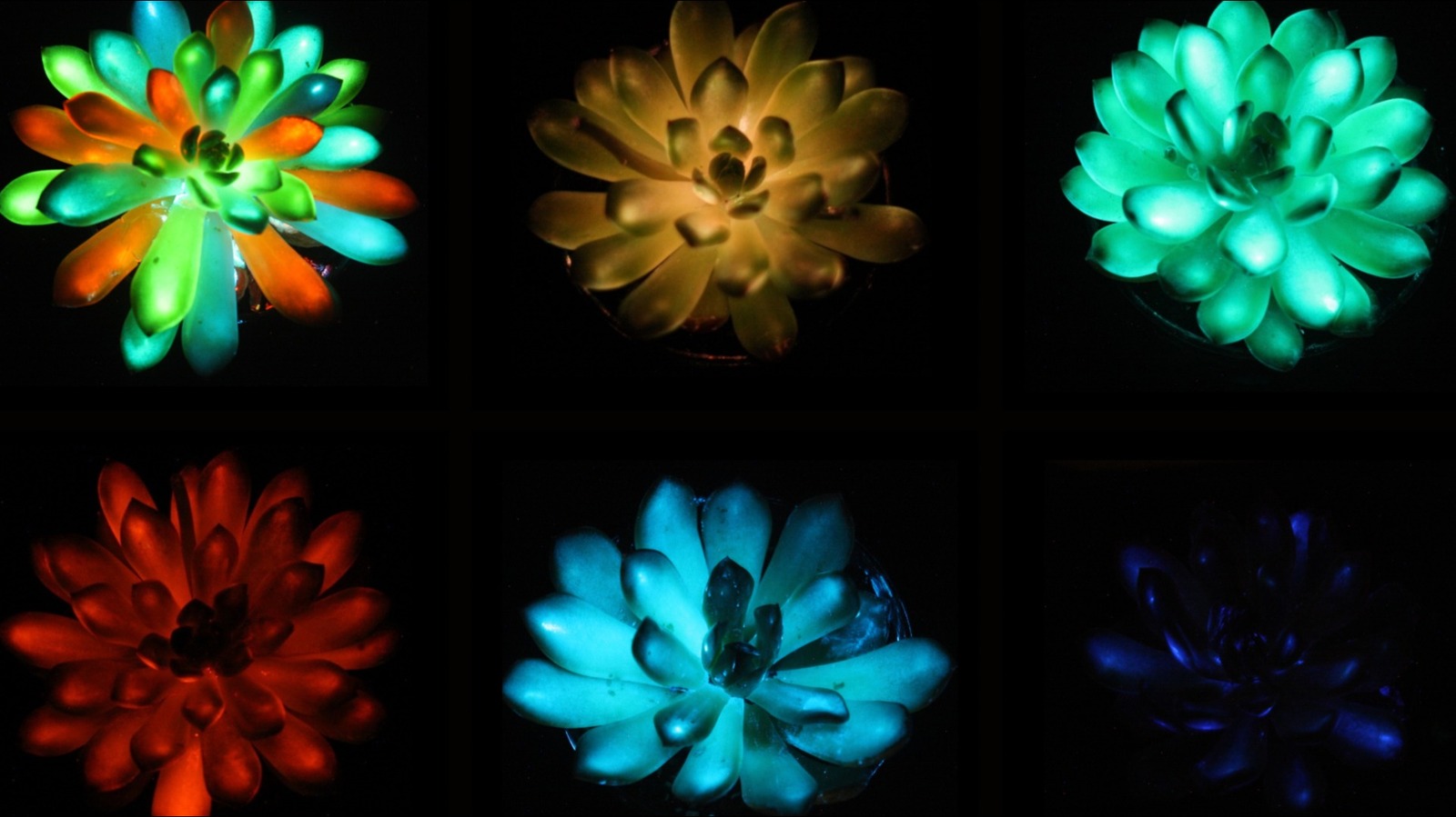 The Colorful Bioengineered Succulents That Actually Glow In The Dark