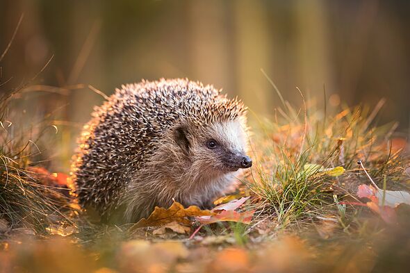 The 7 cutest animals you could spot in the garden this autumn -and how to keep them coming