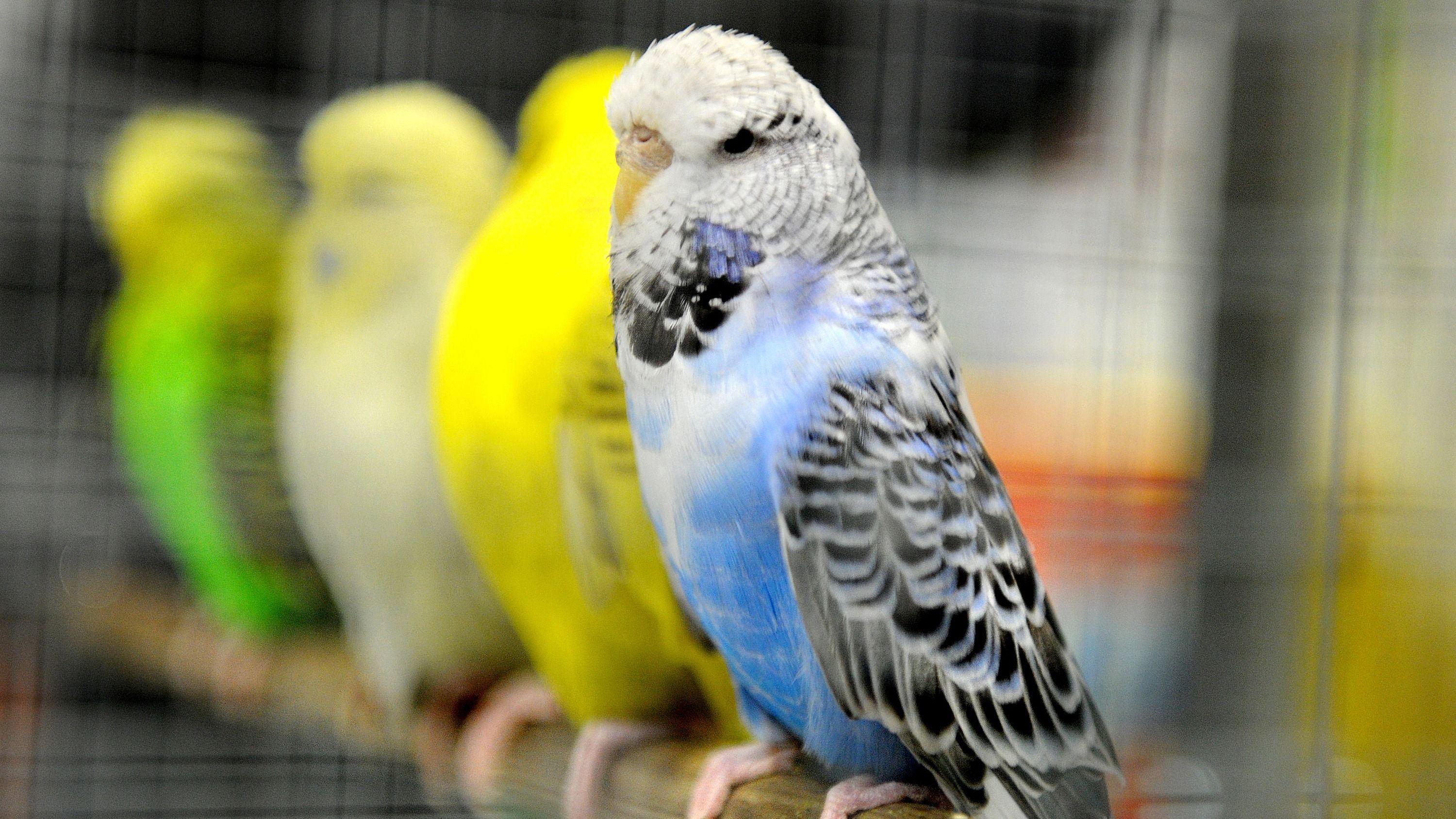 Hundreds of budgerigars compete in championship - AOL