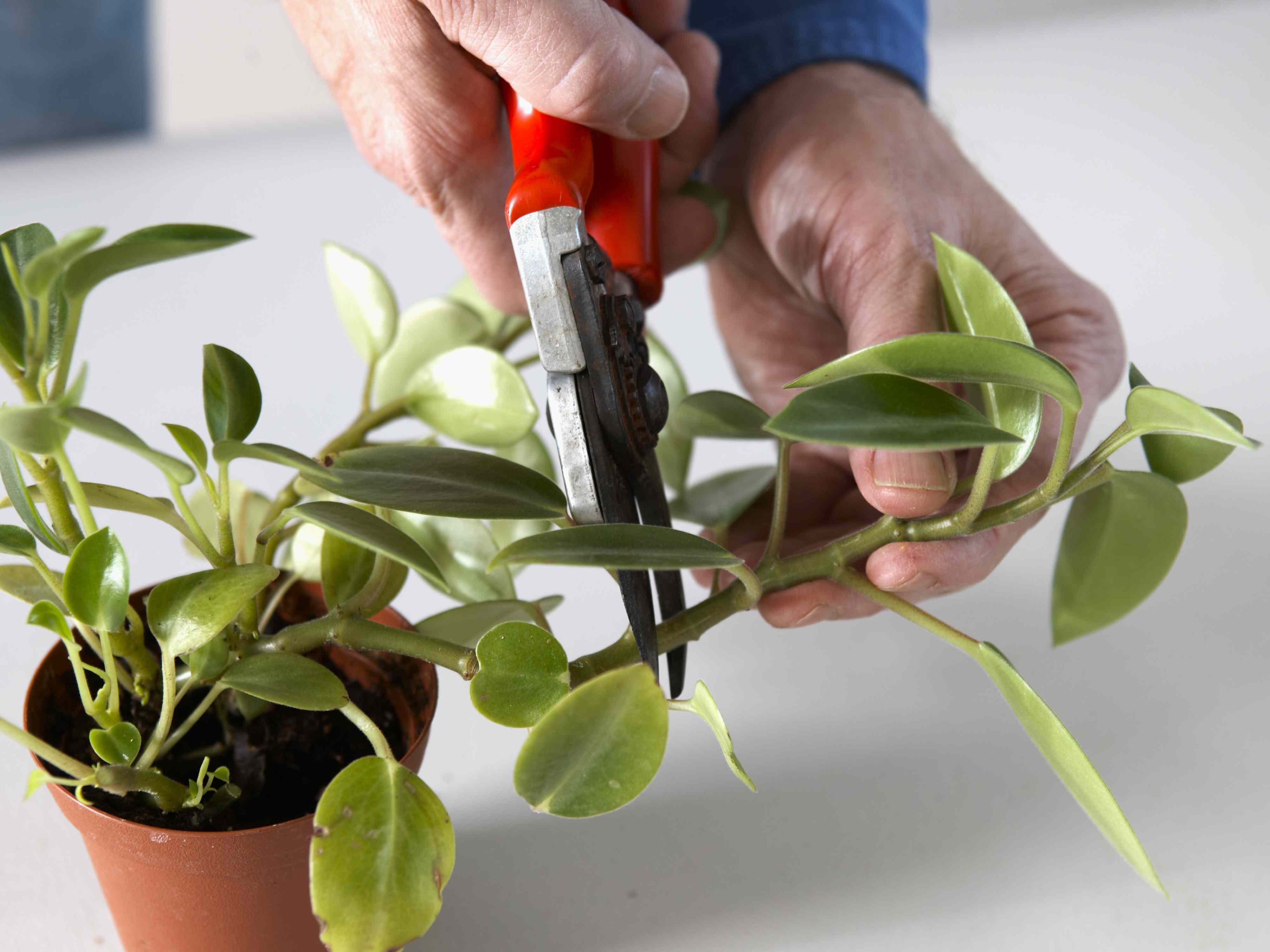 10 of the Easiest Houseplants to Grow from Cuttings, Even for Beginners