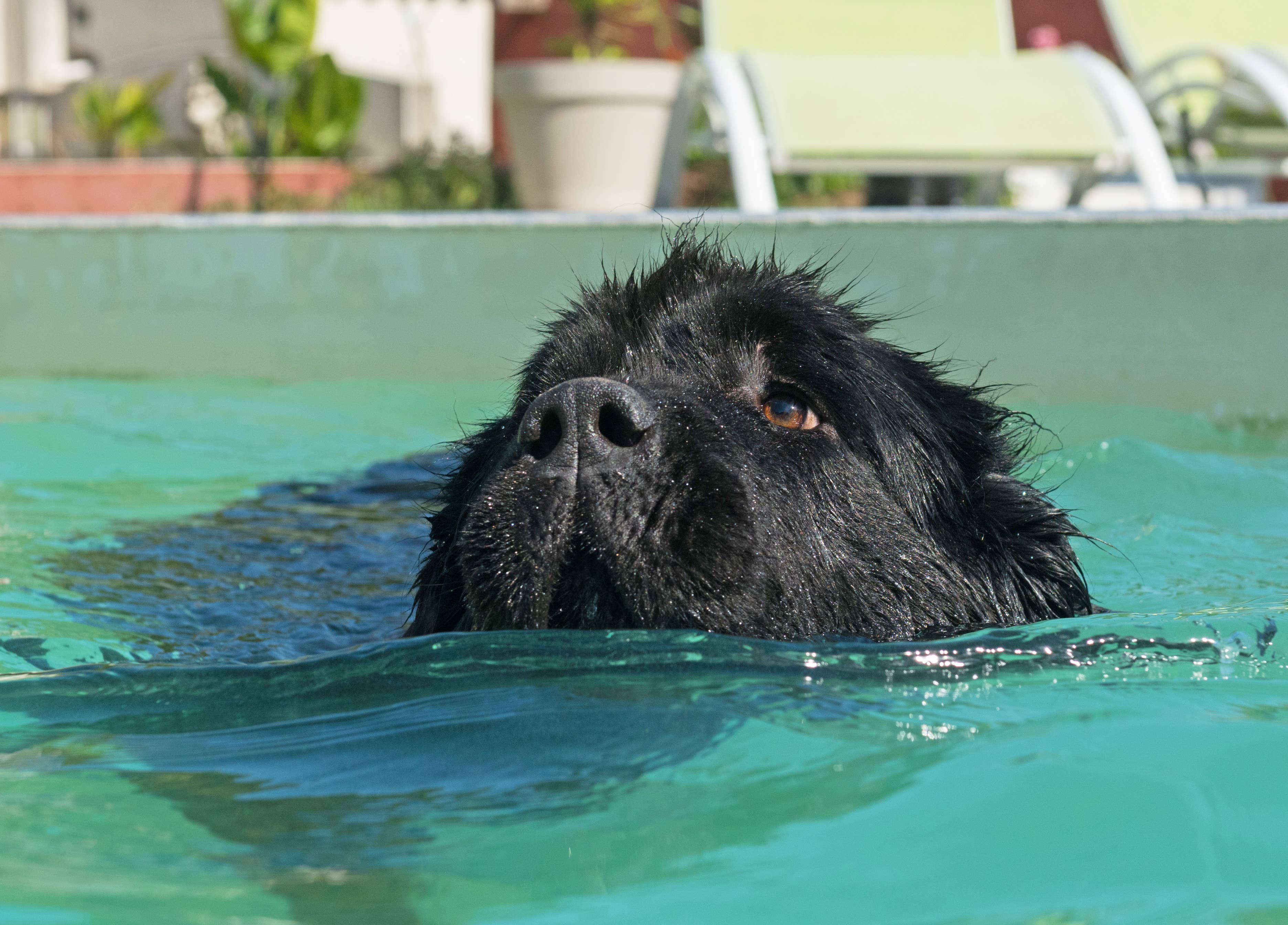 Newfoundland Shows His Puppy Sister How To Swim, and He's a Natural Teacher