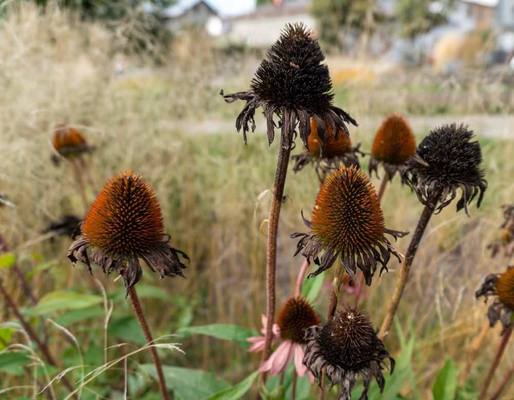 Don’t Throw Away Those Dead Flower Heads — They Could Save You Money Next Spring - AOL