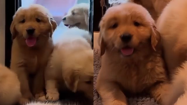 Puppies Make Their Entrance Through a Doggy Door & No Two Are Alike - AOL