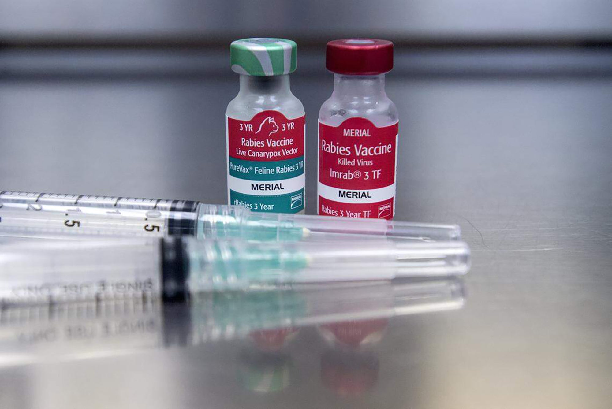 CDC warns of rising rabies exposures across the US as deadly disease ...