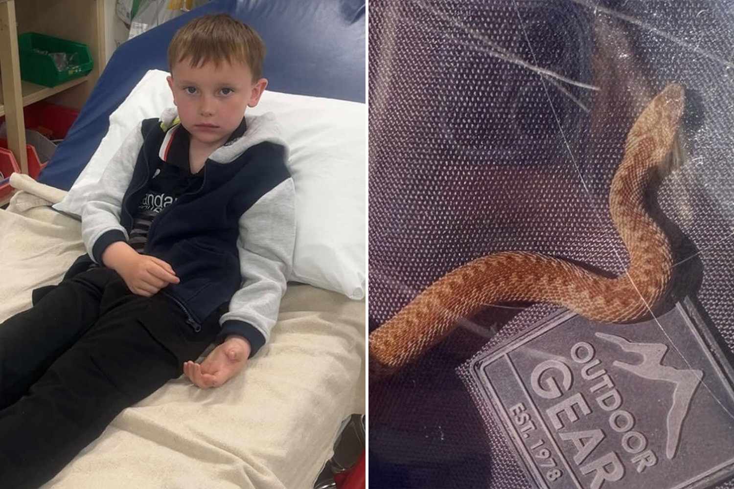 Animal-Loving Boy, 6, Thought He Was Petting a Lizard. It Was Actually a Venomous Snake — and It Attacked Him - AOL