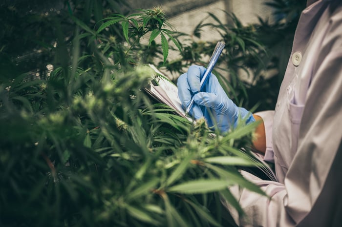 Analysts Think Green Thumb Industries Will Double Over the Next 12 Months. Here's Why They're Probably Wrong - AOL
