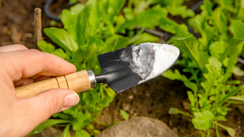 Skip Vinegar: There's Another Pantry Staple That Kills Grass Between