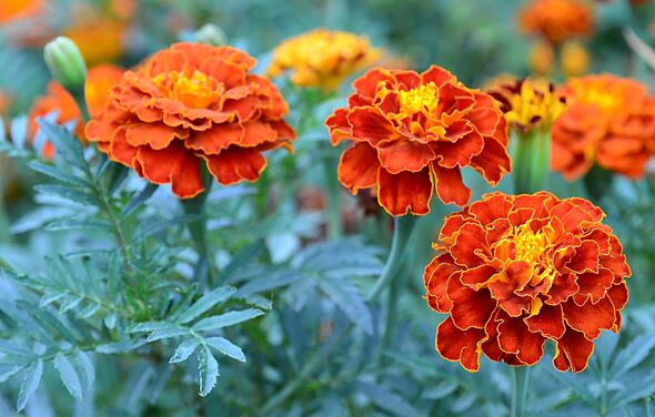 I swapped hydrangeas for an easy low-maintenance plant that blooms well into autumn