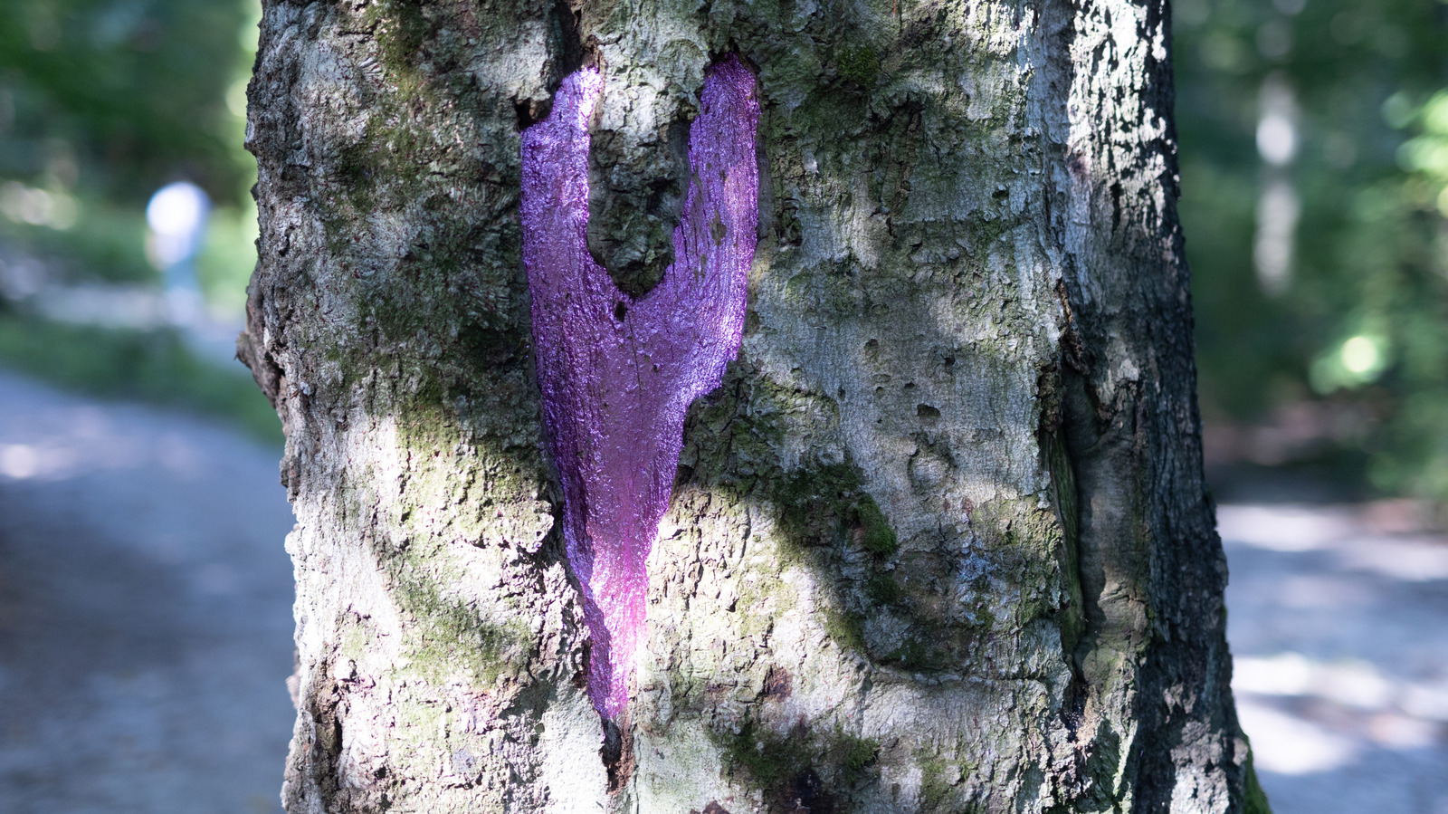The Significance Of A Purple-Painted Tree And Why You Should Stay Away - AOL