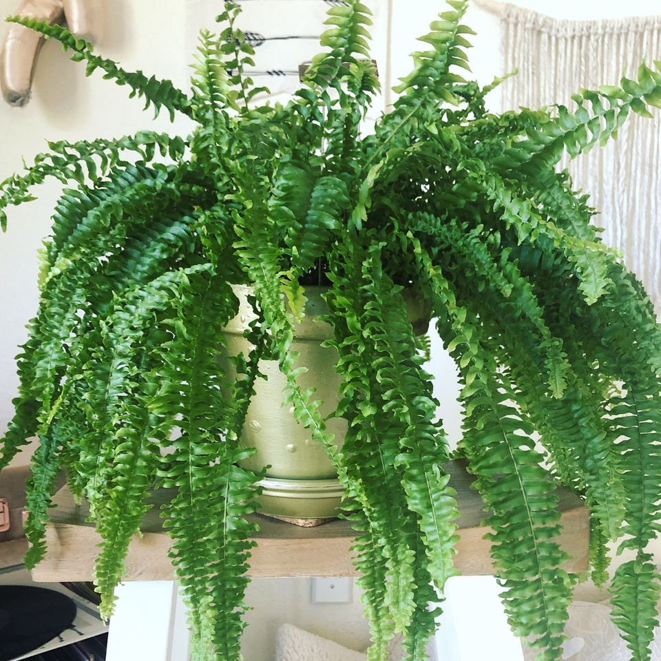 15 Humidity-Loving Plants That Thrive in Bathrooms for a Spa-Like Feel ...