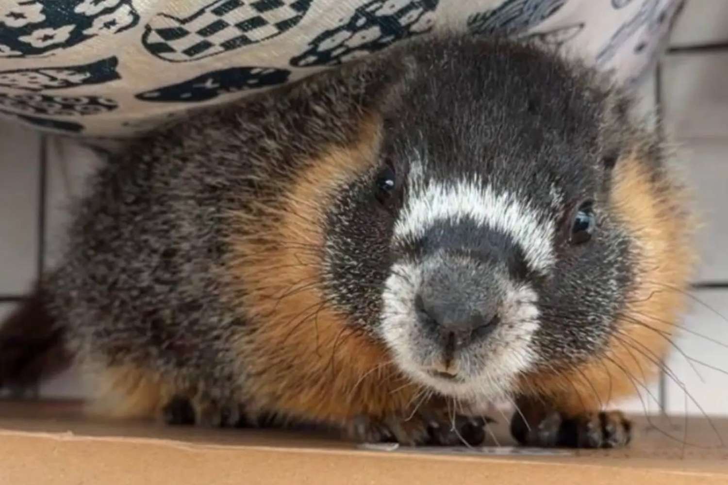 2 Yellow-Bellied Marmots Mysteriously Turned Up in the Bay Area. Rescuers Think They Hitched a Ride Home from Burning Man - AOL