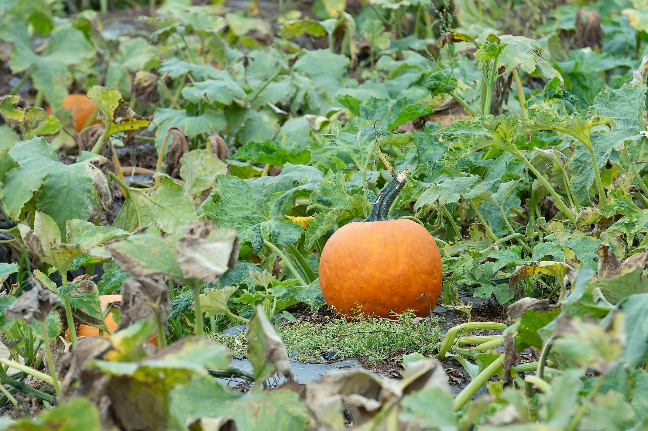 Your 2026 guide to apple and pumpkin picking in and around Delaware - AOL