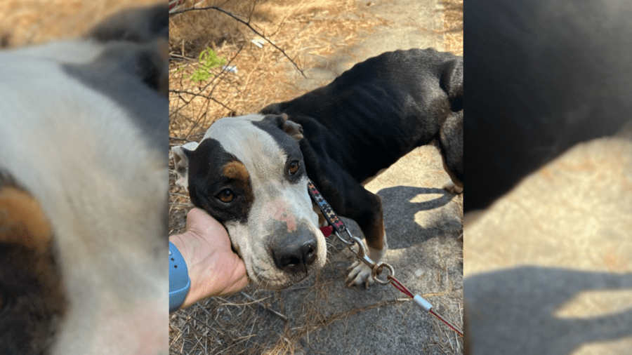Block Widgit ‘Visibly emaciated’ dog found in Portland backyard, owner arrested - AOL