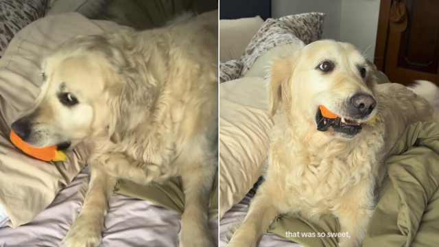 Senior Rescue Golden Retriever Looks Right At Home With A Toy Mom s Senior Rescue Golden Retriever Looks Right At Home With A Toy Mom s